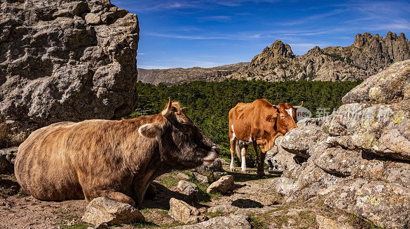 在巴韦利亚山前的牛，巴韦利亚山丘，巴韦利亚针(Aiguilles de Bavella)，科西嘉，法国